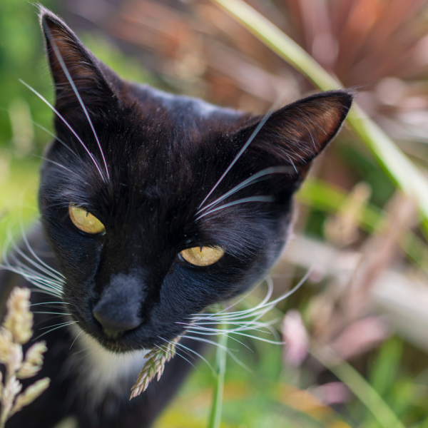 Comment les herbes pour chats enrichissent le jeu de ton chat